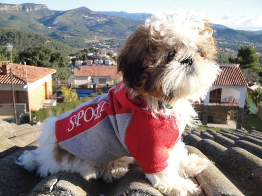 Este es my bebe hermoso, se llama TOMY, ahora tiene 5 meses, en esta foto tiene 4 meses. Es muy sociable ycariñoso, le gusta pasear y mirar a los niños jugar !!!! y le tiene miedo al secador de pelo !!! .. Es todo amor...